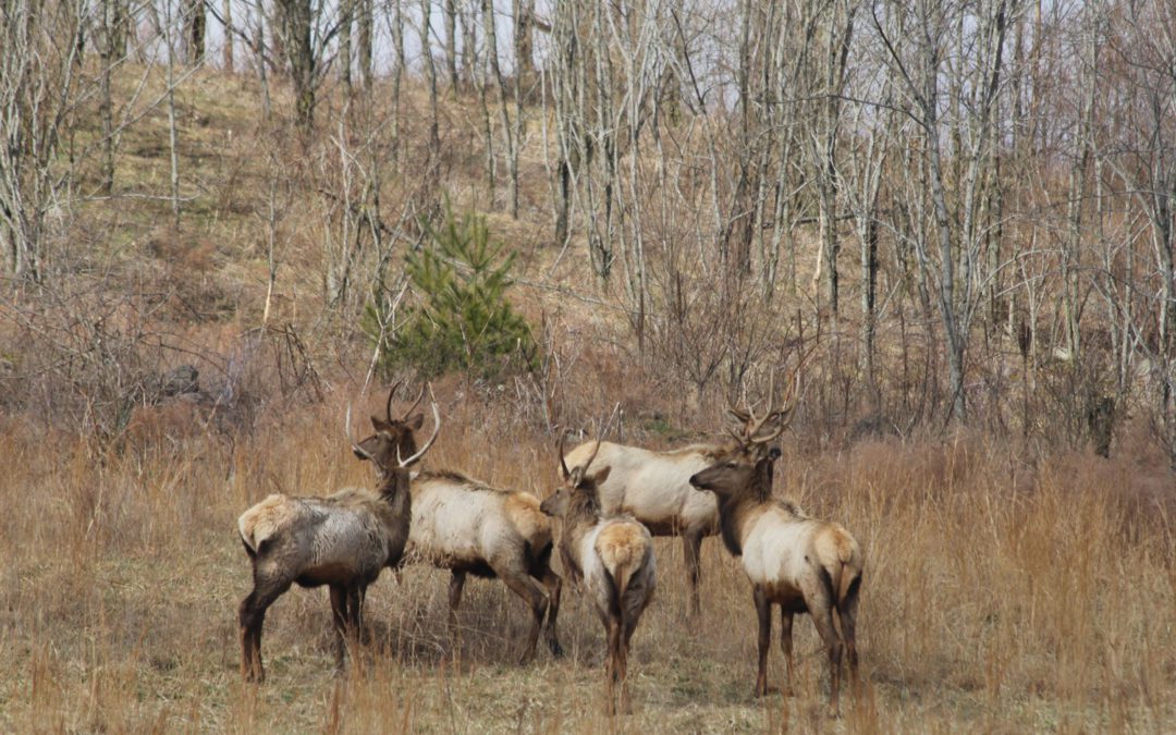 After more than 160 years, the elk are coming back strong