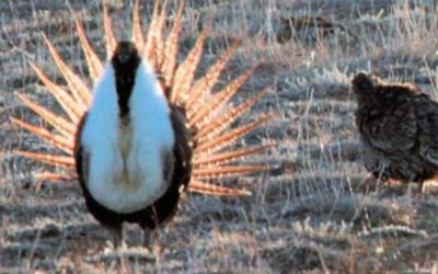 Coalition Seeks to Stop Destruction of Sage-grouse Habitat in 7 States