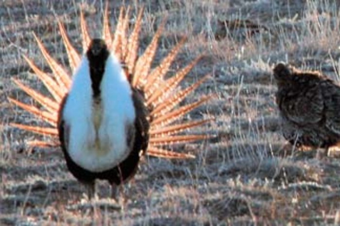 Coalition Seeks to Stop Destruction of Sage-grouse Habitat in 7 States