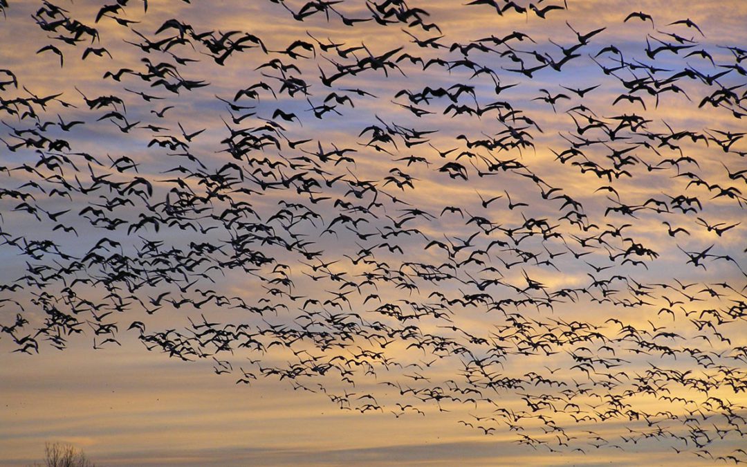 National Wildlife Refuge Yields Quality Deer Hunting