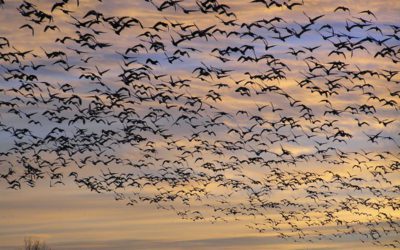 National Wildlife Refuge Yields Quality Deer Hunting