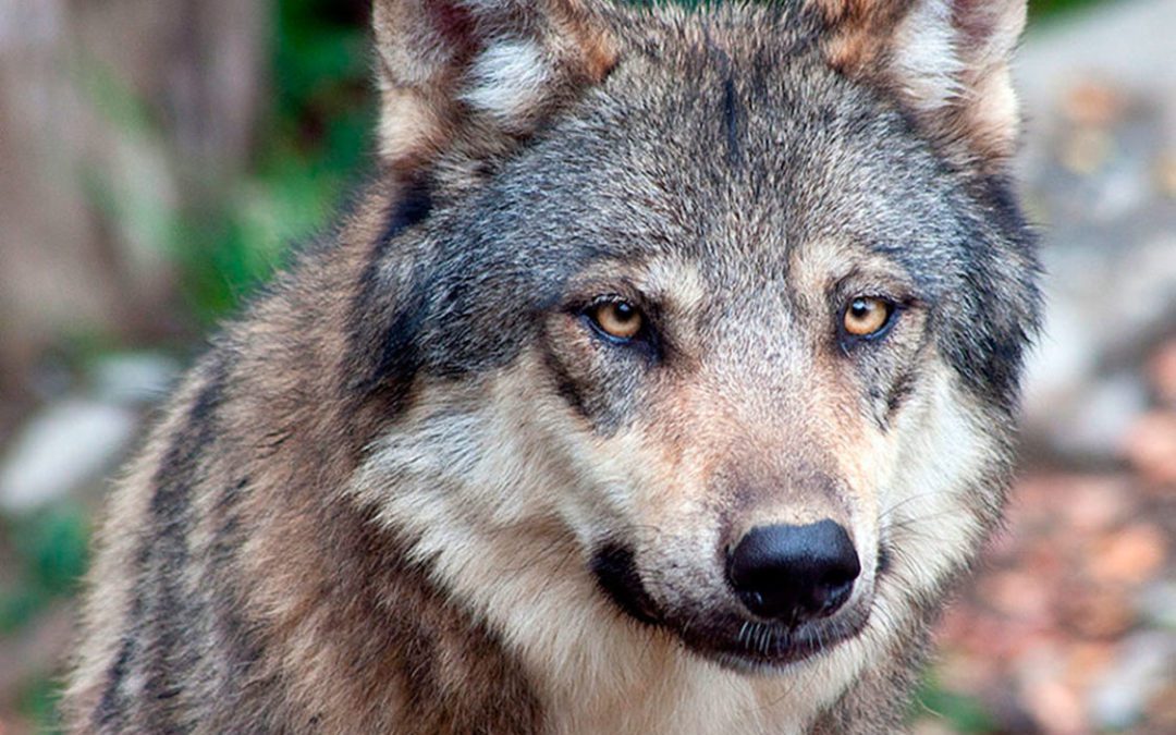 RMEF Warns of Colorado Wolf Reintroduction Ballot Initiative