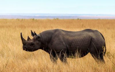 Poaching Can Be Hazardous To Your Health