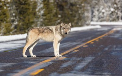 Wolf Experts say Declining Numbers Suggests Nature is Simply Taking its Course