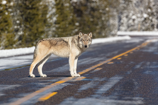 Wolf Experts say Declining Numbers Suggests Nature is Simply Taking its Course