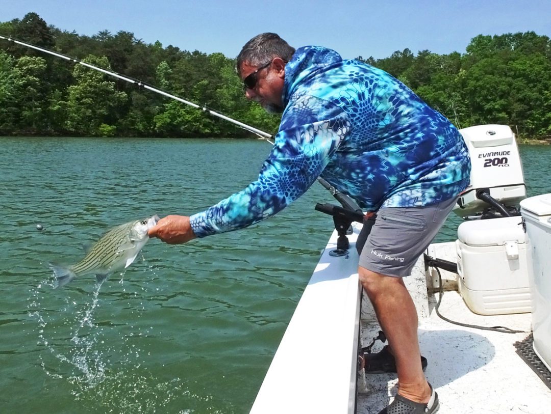 Hybrid Striped Bass Fight Hard But Taste Delicious
