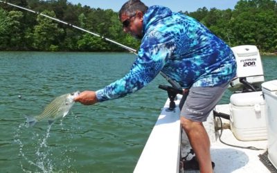 Hybrid Striped Bass Fight Hard But Taste Delicious