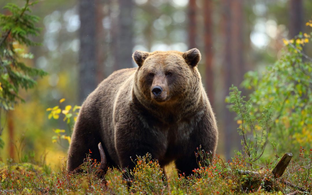 No-Show Committee Hearing On Anti-Hunting Grizzly Bear Bill A Real Yawner