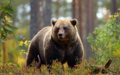 No-Show Committee Hearing On Anti-Hunting Grizzly Bear Bill A Real Yawner
