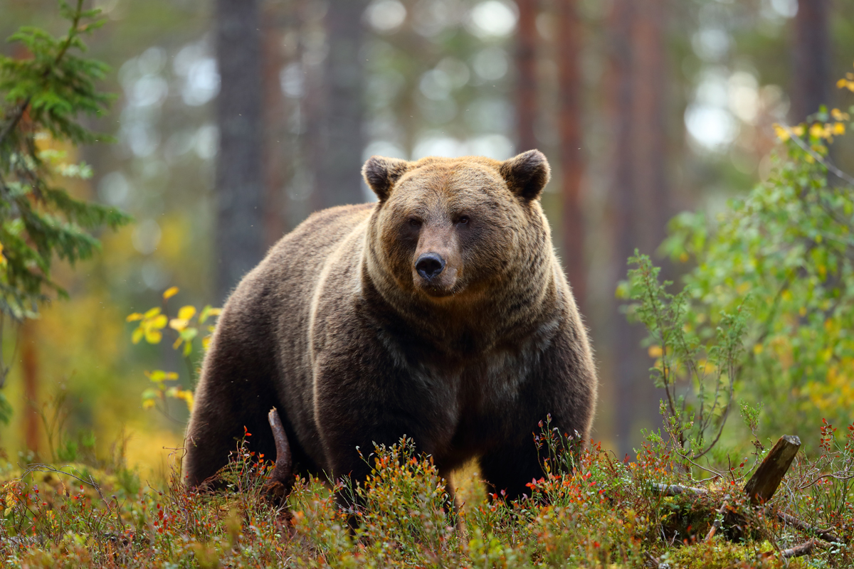 no-show-committee-hearing-on-anti-hunting-grizzly-bear-bill-a-real