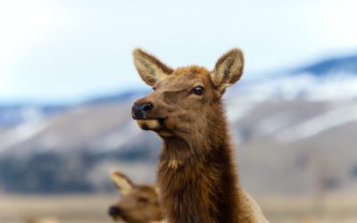 G&F Super Tag close to raising $1M for wildlife in 2019