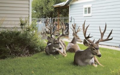 QDMA Commends Utah DWR Decision to Stop Deer Relocation