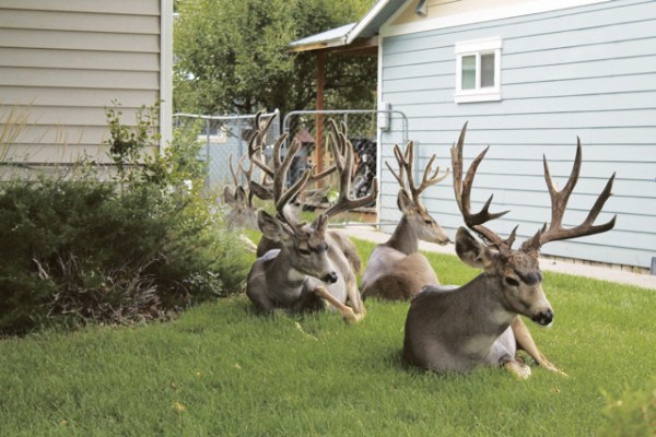 QDMA Commends Utah DWR Decision to Stop Deer Relocation