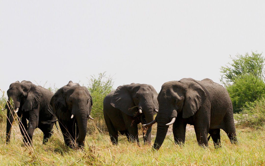 Cape Buffalo Safari BlaserR8