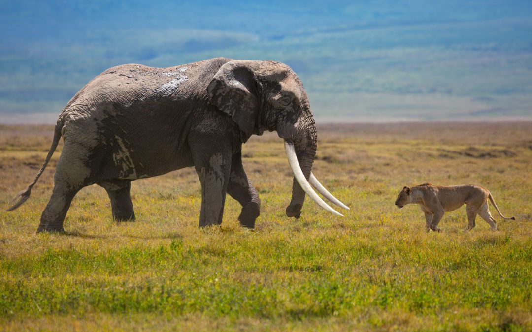 Congressional Amendment Threatens African Wildlife Conservation