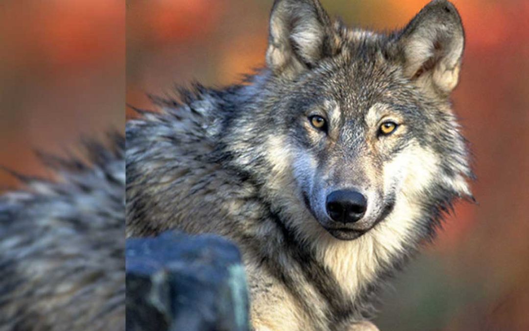 RMEF Supports Returning Gray Wolf Management to State Wildlife Agencies