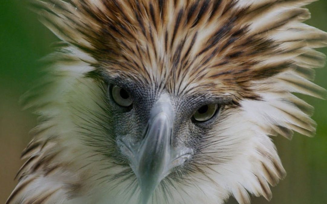 Bird of Prey: Evocative Film Reveals World’s Rarest Eagle