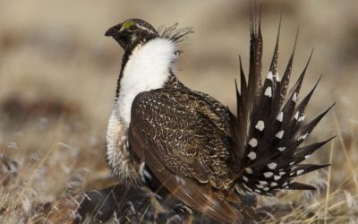 Dead Sage Grouse Should Be Reported Amid Fears of West Nile Virus