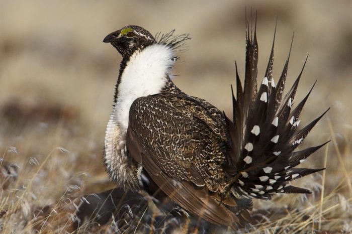 Dead Sage Grouse Should Be Reported Amid Fears of West Nile Virus