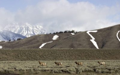 Super Tag Winners Help Raise Over a Million for Wildlife