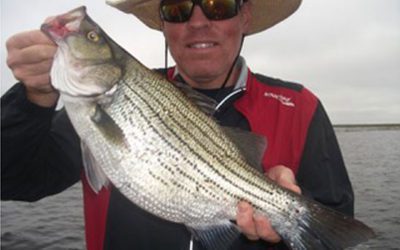 Hybrid Bass to Be Stocked in many Indiana Lakes