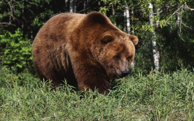 An excerpt from Huge Grizzly At Close Range