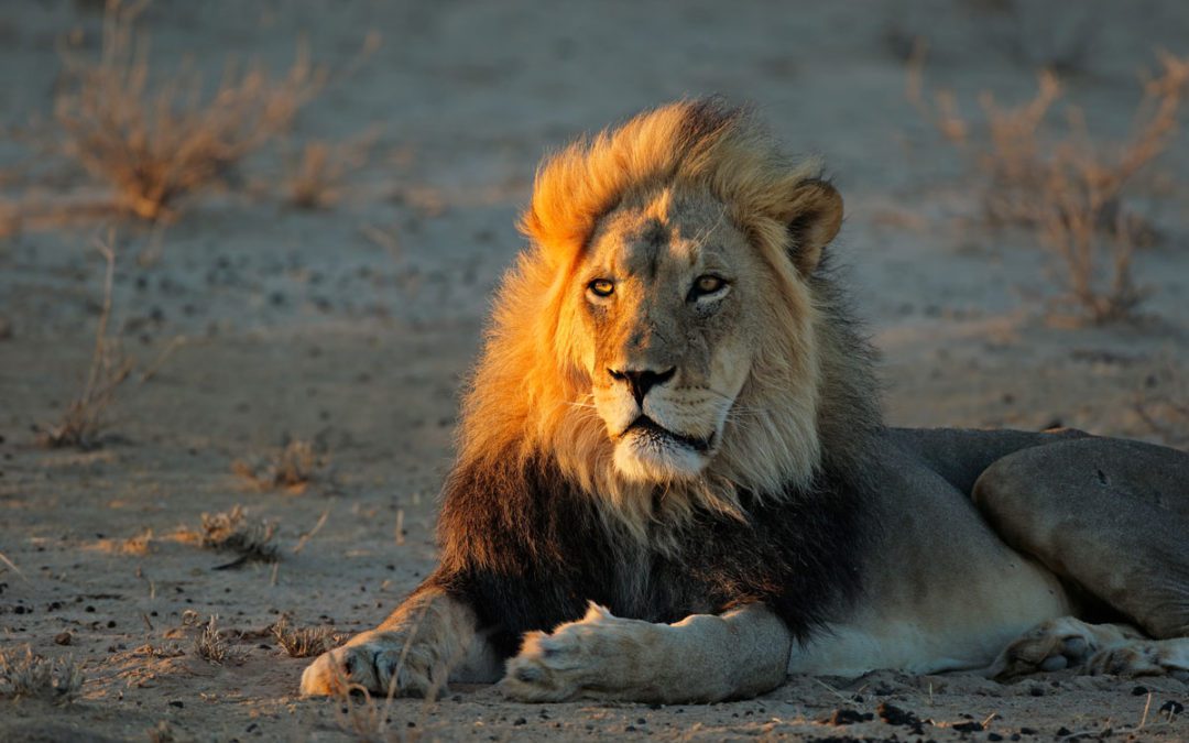 House Committee Hearing on “Cecil Act” Attacks Hunters and Undermines Conservation Efforts
