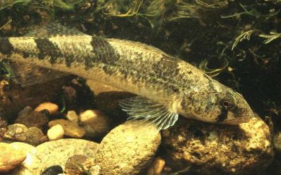 Remember the TVA vs. Snail Darter of the 70s?