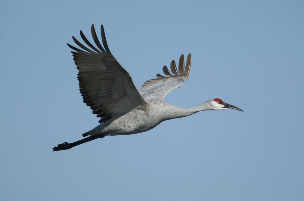 Sandhill Crane Hunting in Alabama