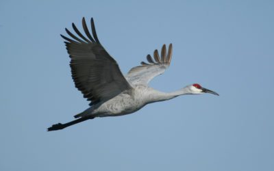 Sandhill Crane Hunting in Alabama