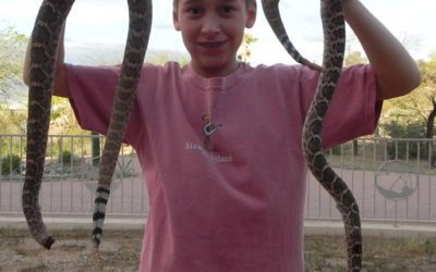 Rattlesnakes Among Friends