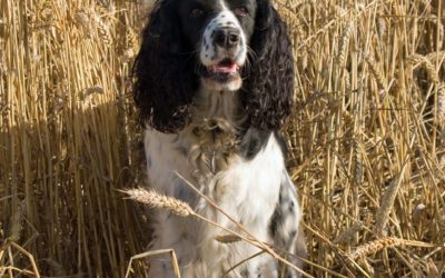 English Springer Spaniel: The Happy Medium Flusher