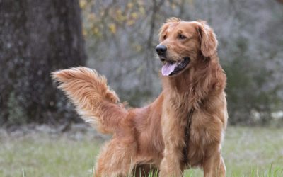 Golden Retriever: The Original Party Animal