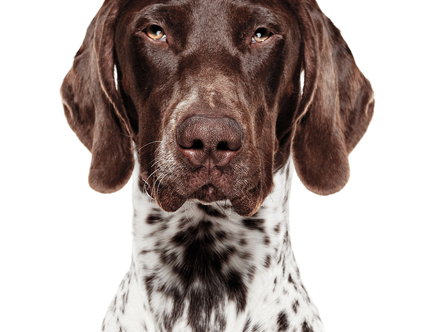 German Shorthair Pointer