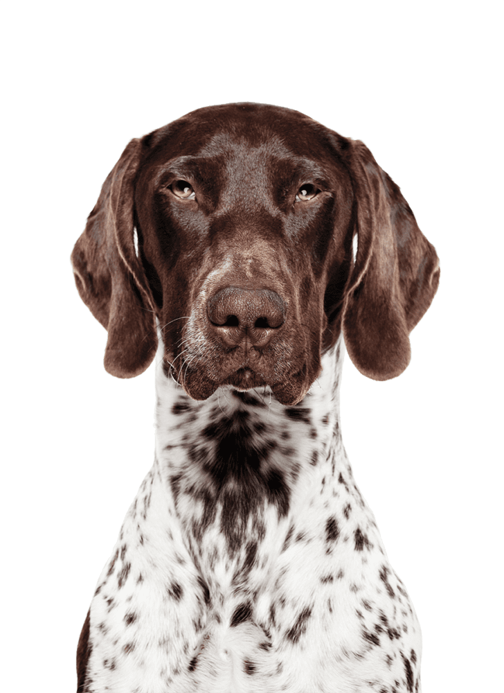 German Shorthair pointer