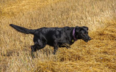 Pointing Lab: The Do-It-All Dog?