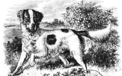 “Dogs” From the Sporting Classics E-Book, “Passages”