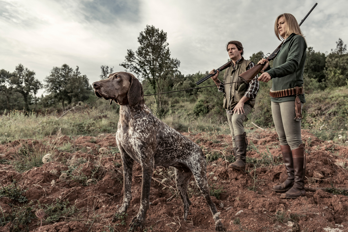 German Shorthaired Pointer: The Low Maintenance Pointer - Sporting Classics  Daily