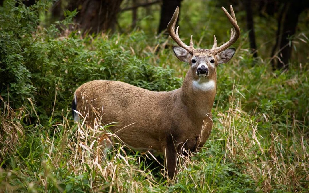 Response to Restrictions on Use of Deer Lures