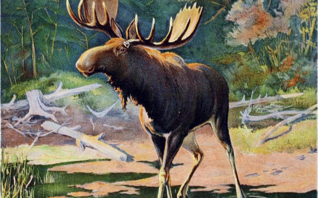 An Artist In Big Game Country: Moose Mishap