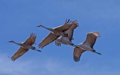 Alabama’s First Sandhill Season In 103 Years Deemed Success