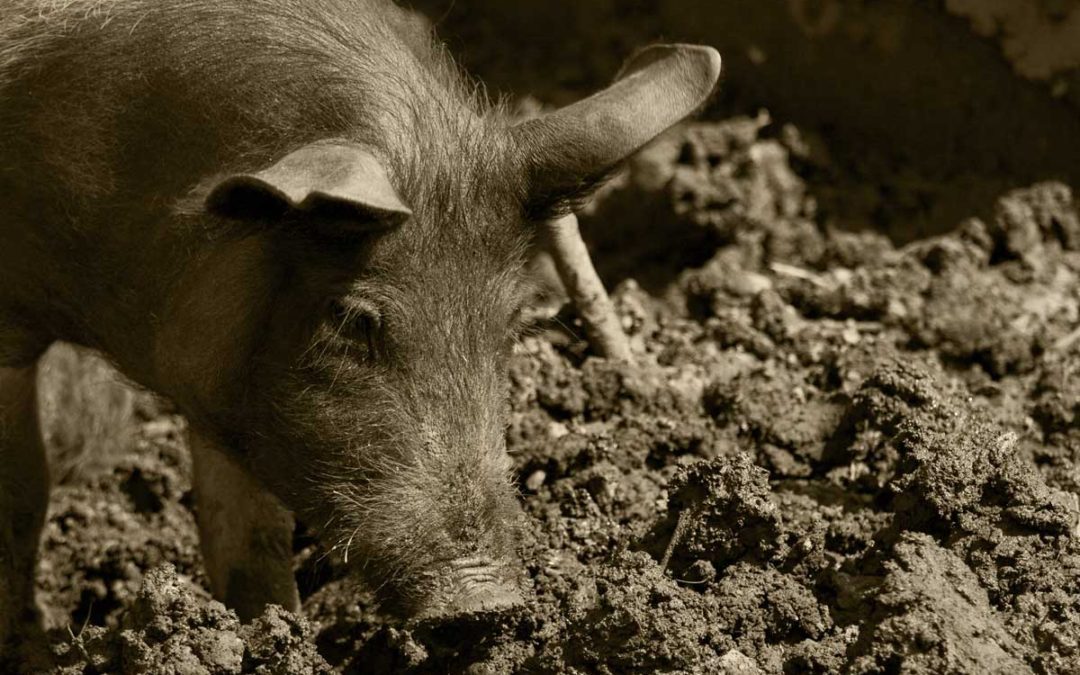 Solving the Feral Hog Problem One Bite at a Time