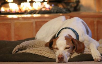 August 26 is National Dog Day