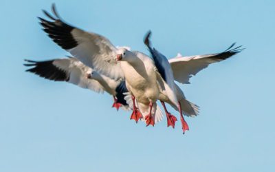 Utah Waterfowl Hunt Forecast