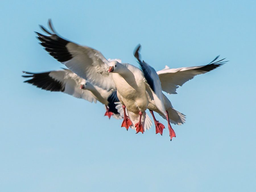 Utah Waterfowl Hunt Forecast