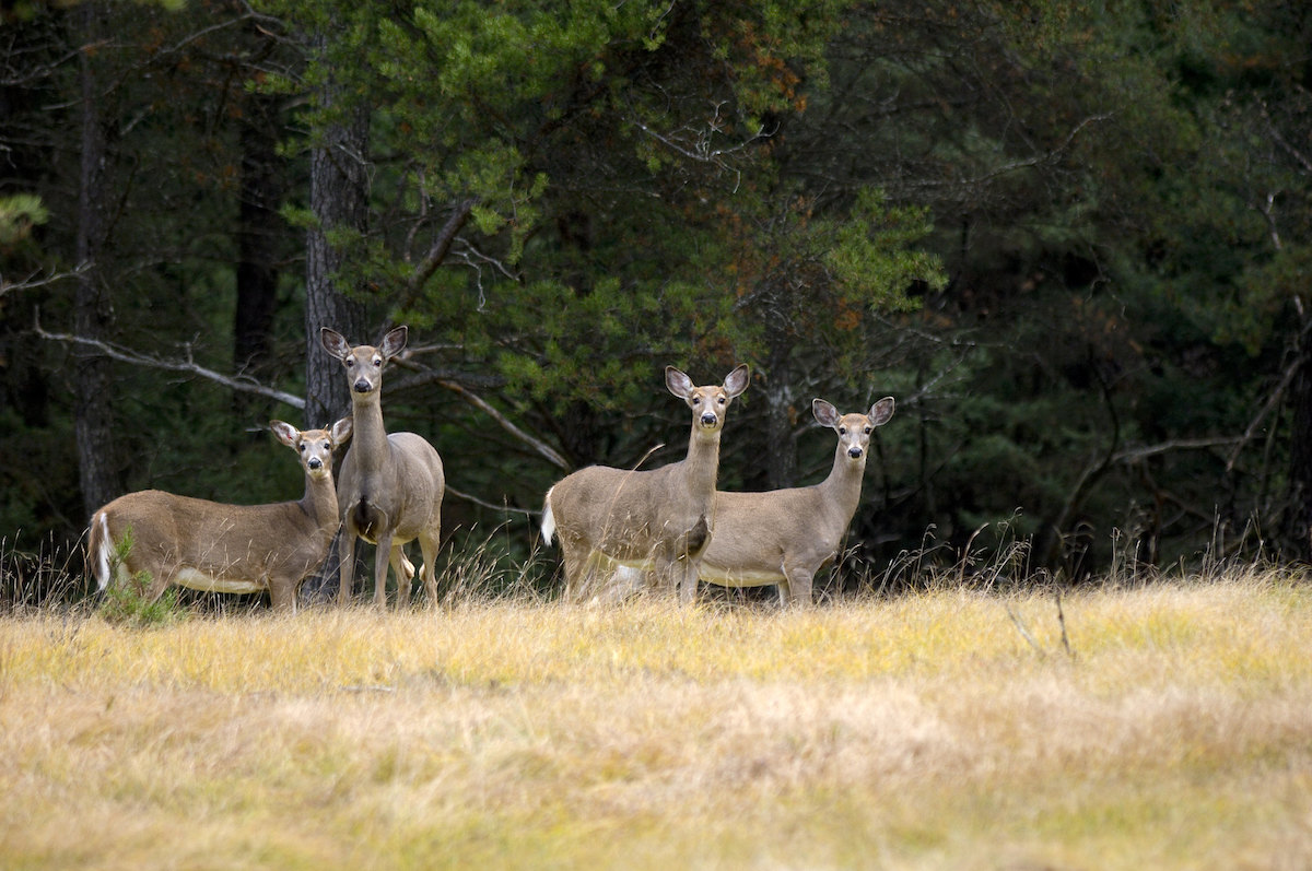 whitetail does in field