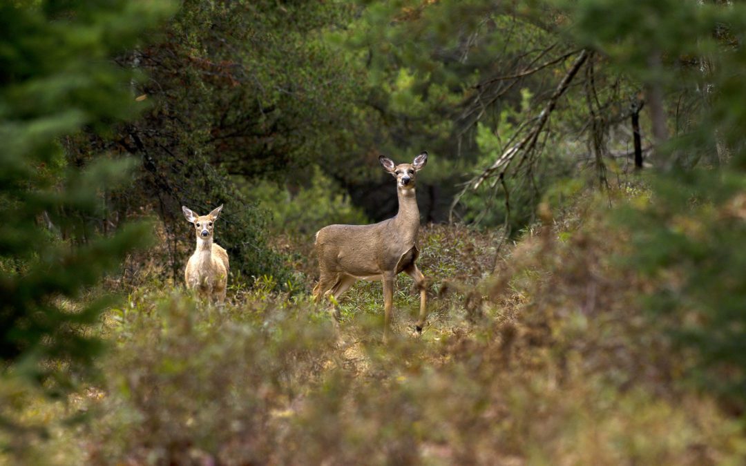 Registration Open For Alabama Physically Disabled Hunts