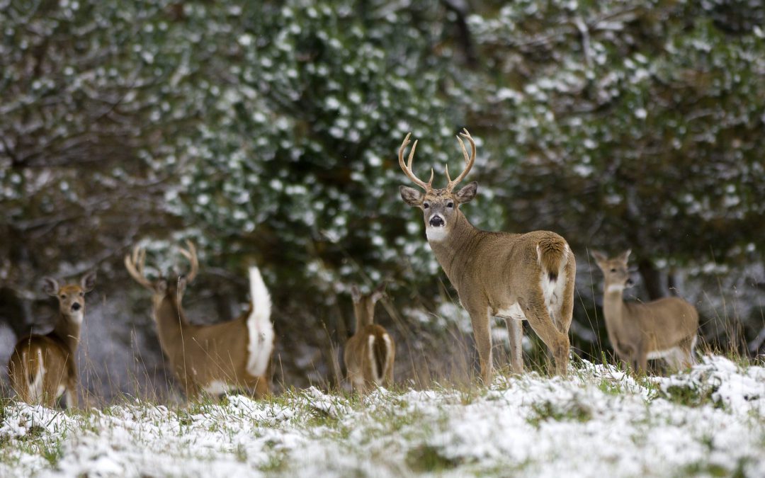 Michigan DNR Offers Tips For Successful Deer Season Sporting Classics