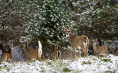 Michigan DNR Offers Tips For Successful Deer Season