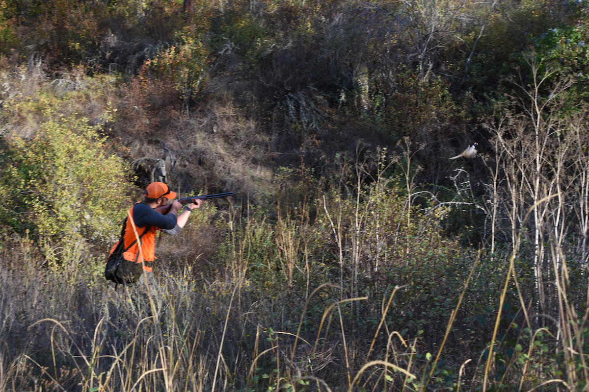 shooting at a pheasant